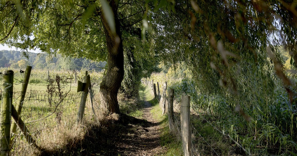 De 3 mooiste bossen In de Vlaamse Ardennen